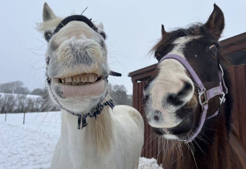 Behandling til din hest